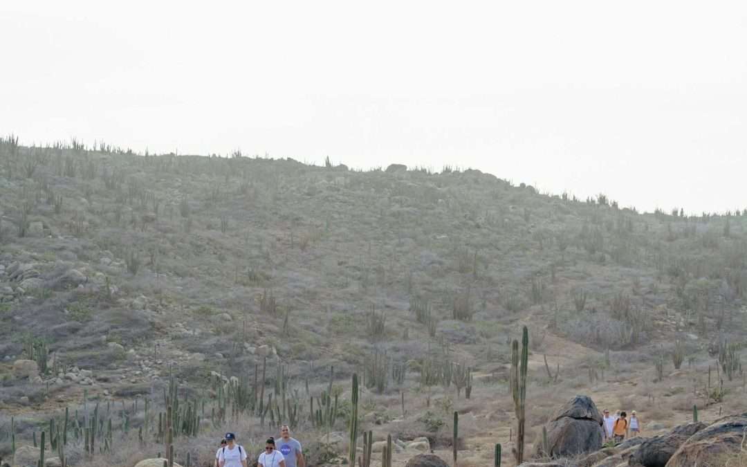 How Aloe Put Aruba on the Map: The Island’s Prickly Past