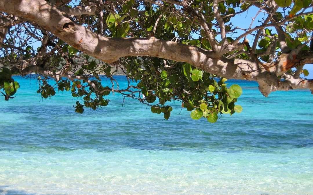 Barbados tree