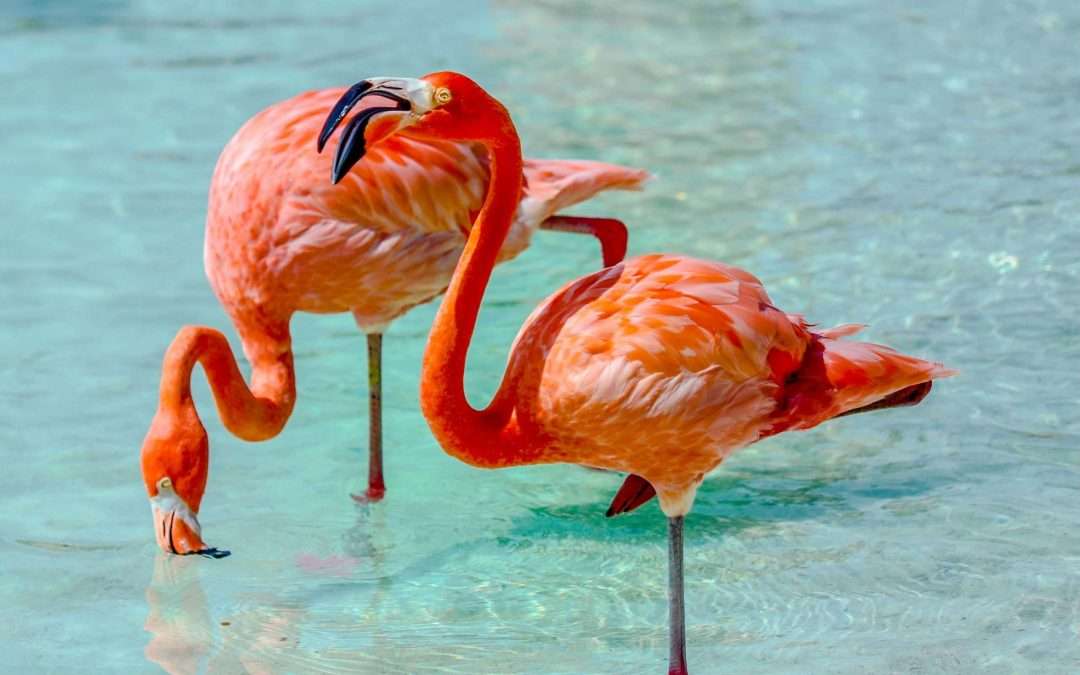Bright pink flamingos