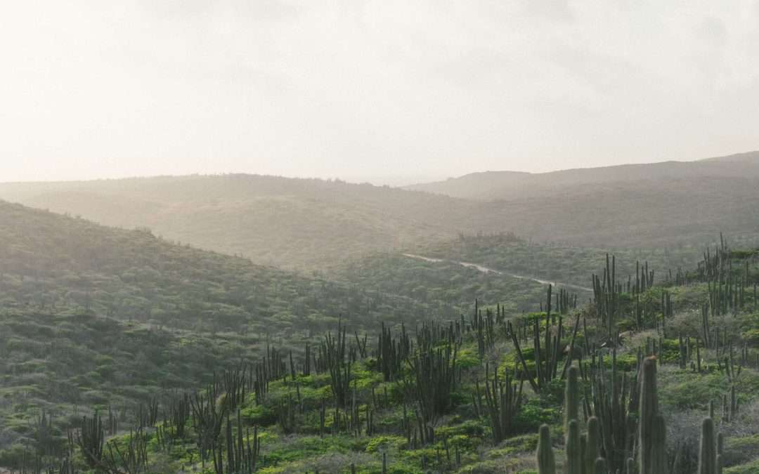 Cactus in landscape