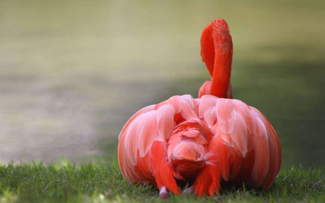 Flamingo butt