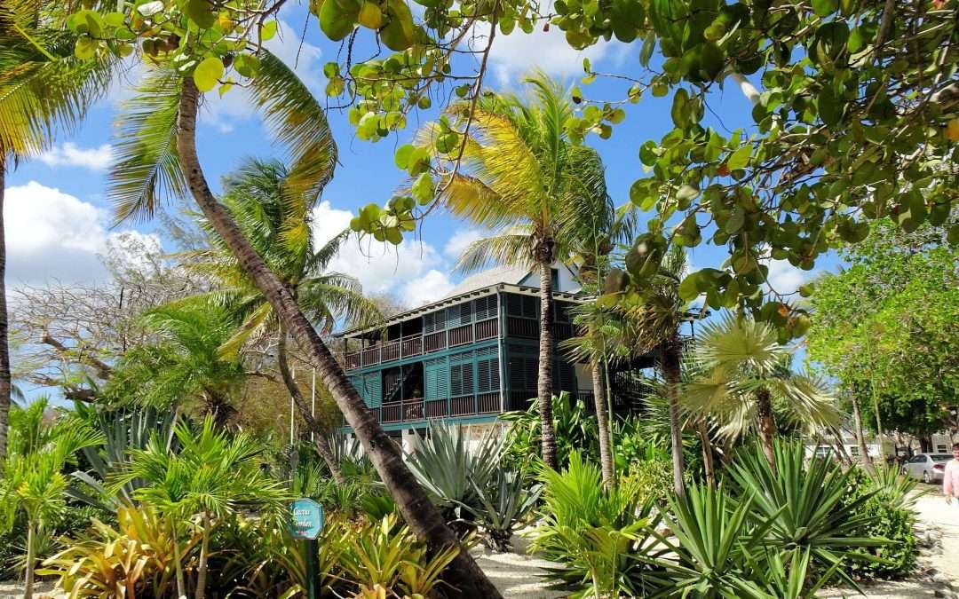 House in Jungle