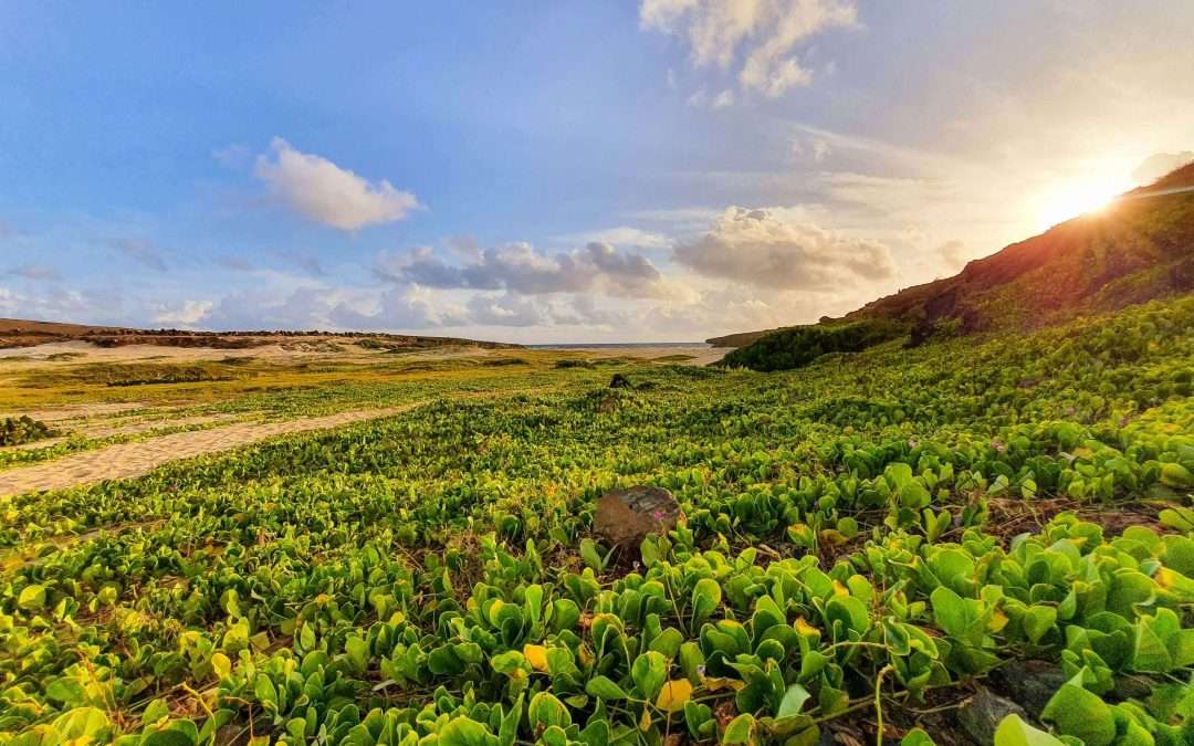 Low plants in aruba