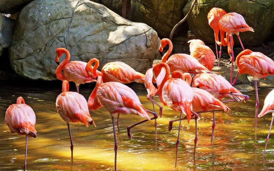 Many flamingos
