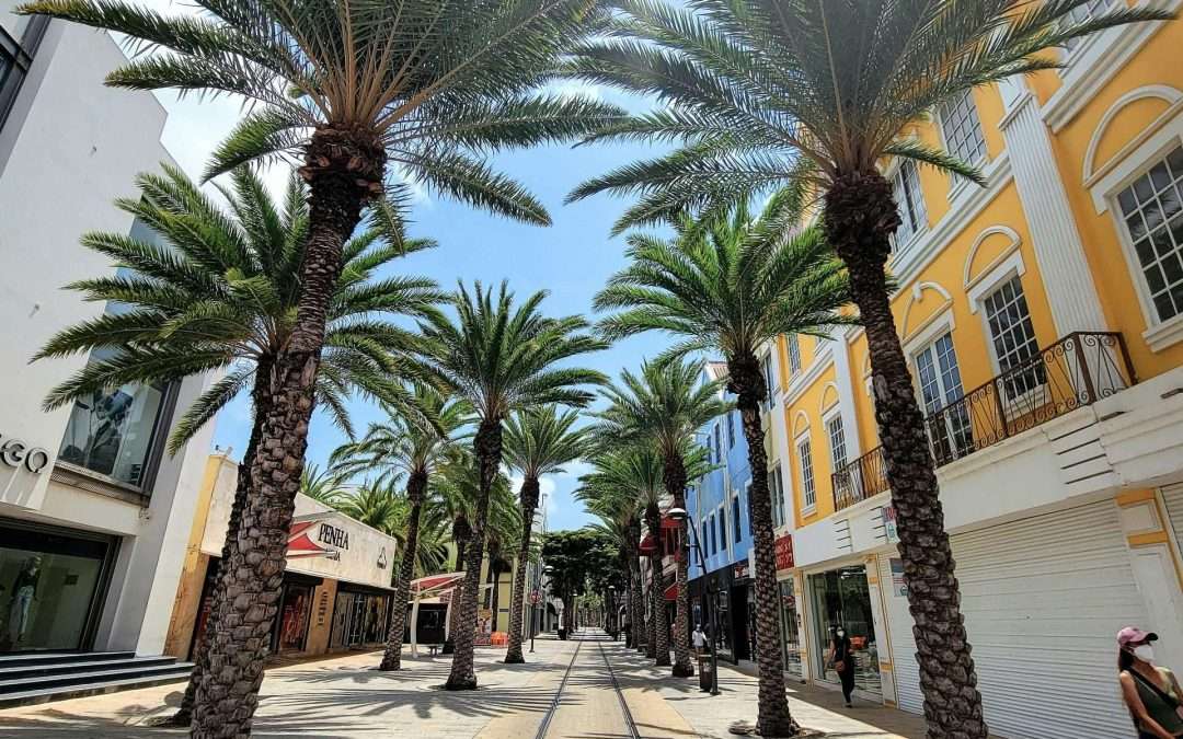 Palm trees downtown
