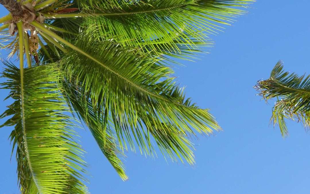 Palm trees from below