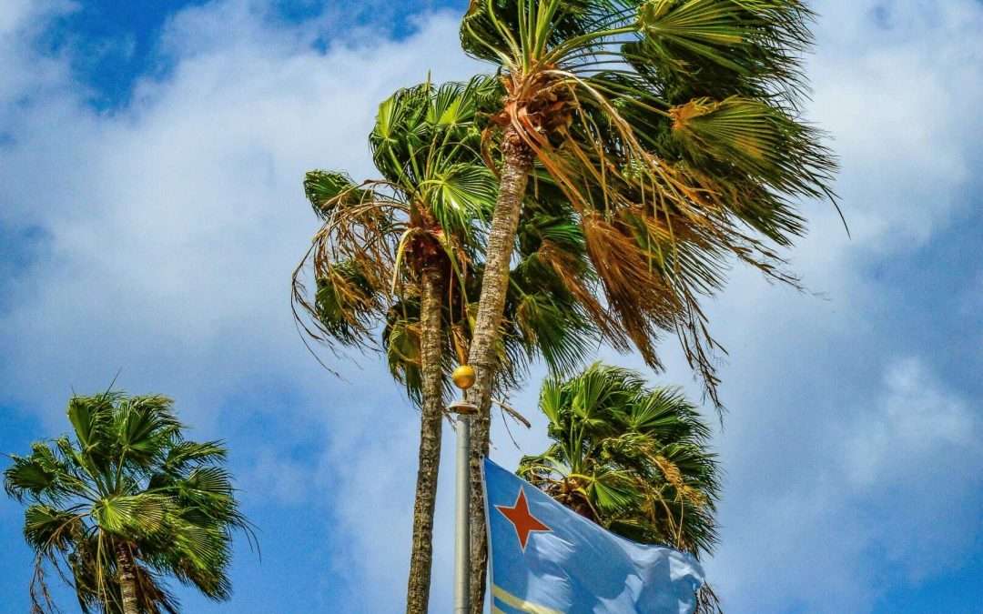 Palm trees in the wind