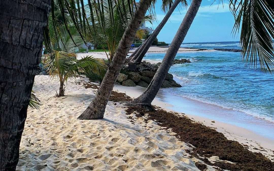 Palm trees overhanging on the ocean
