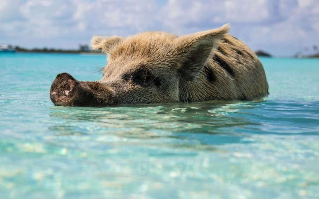 Pig in the ocean