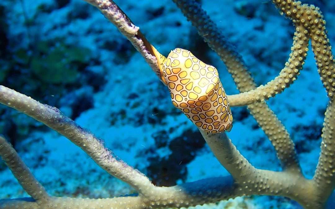 Sea slug in shell