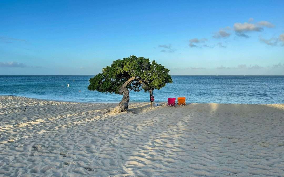 Single tree with chairs