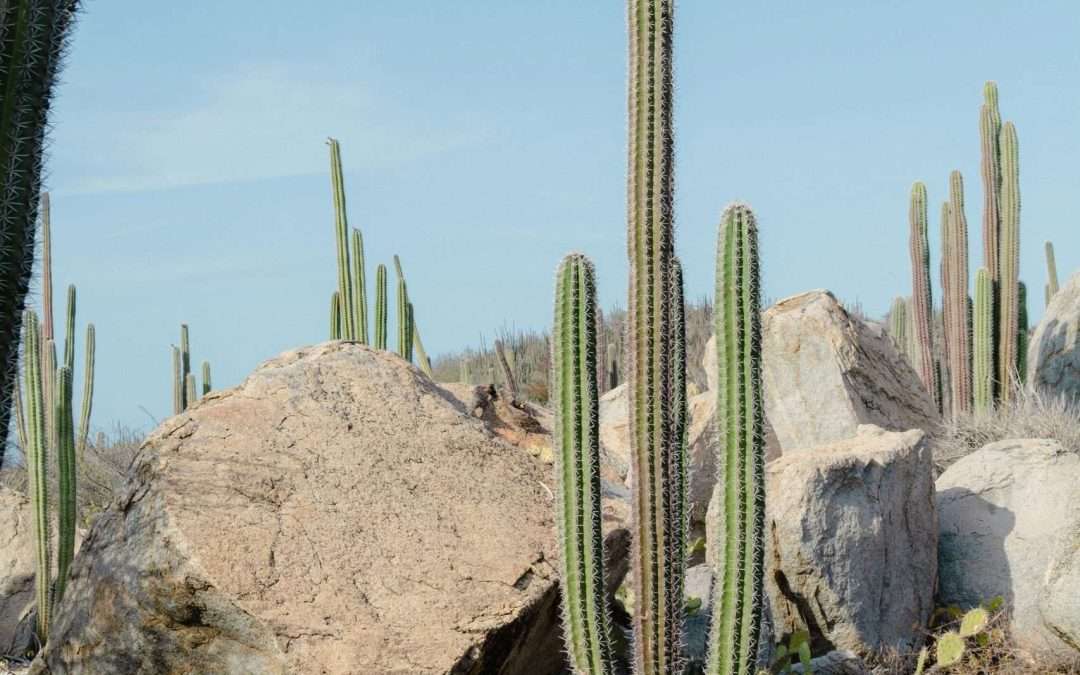Cactus