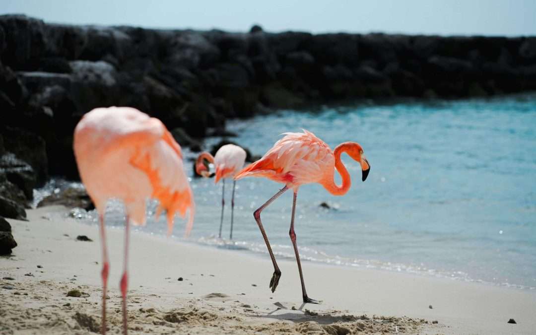 Aruba’s Gold Rush: Discovering the Island’s Glittering Past