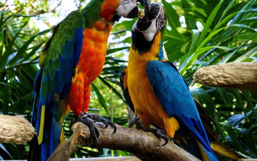 Two parrots