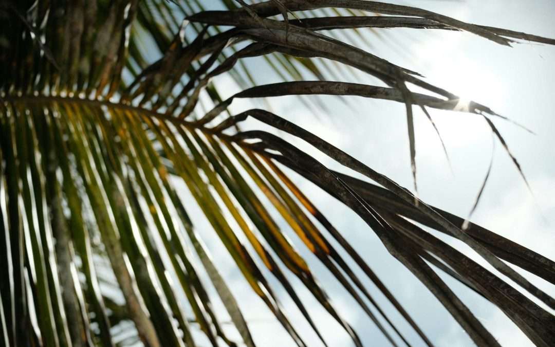 close up palm leaf sunlight