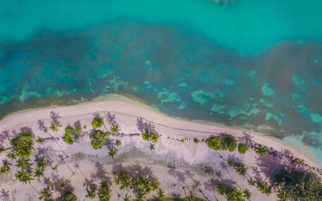 drone shot palm trees along tropical beach